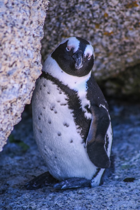 African Penguin seen coasteering with Gravity Adventures in South Africa