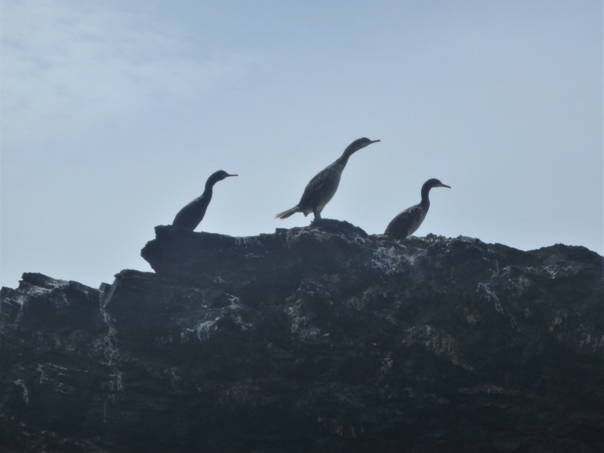 Shags resting on a rocky island, seen whilst coasteering at Praa Sands with Kernow Coasteering, Cornwall