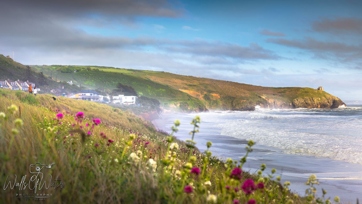 Spring flowers in the foreground looking towards Rinsey Head from Praa Sands