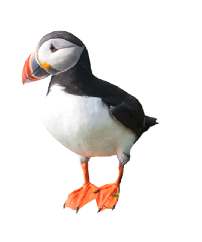 Isles of Scilly Puffin icon