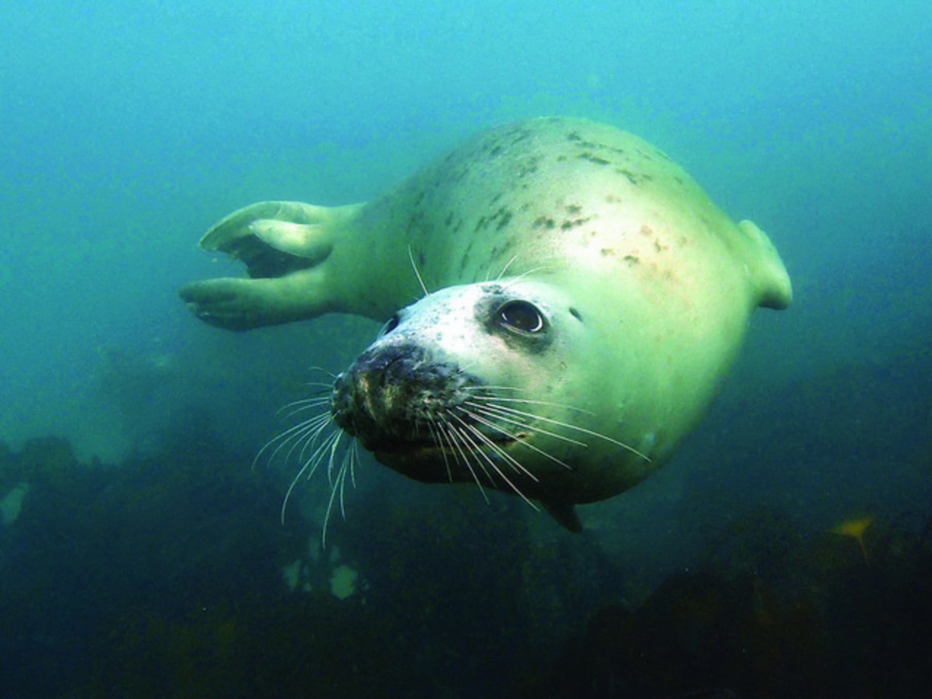 Spotting seals whilst coasteering at Praa Sands in Cornwall