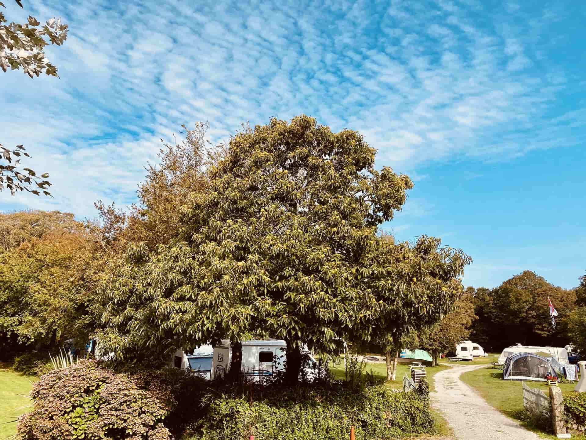 Treglisson Campsite near Hayle, Cornwall