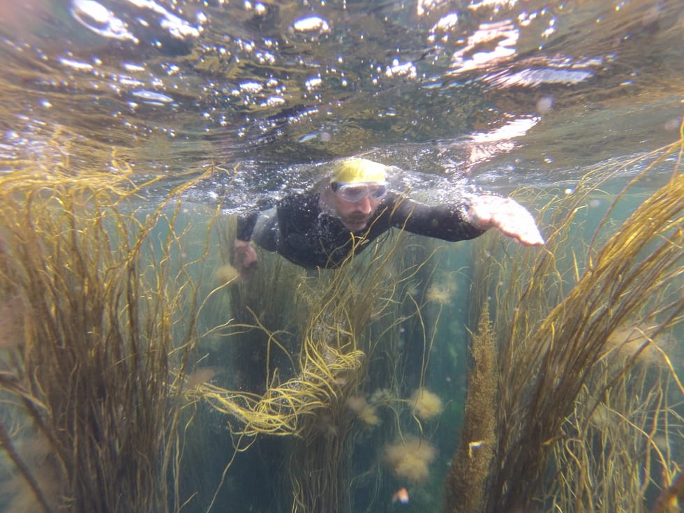 Underwater shot of a wild swimmer swimming through seaweed on the Isles of Scilly