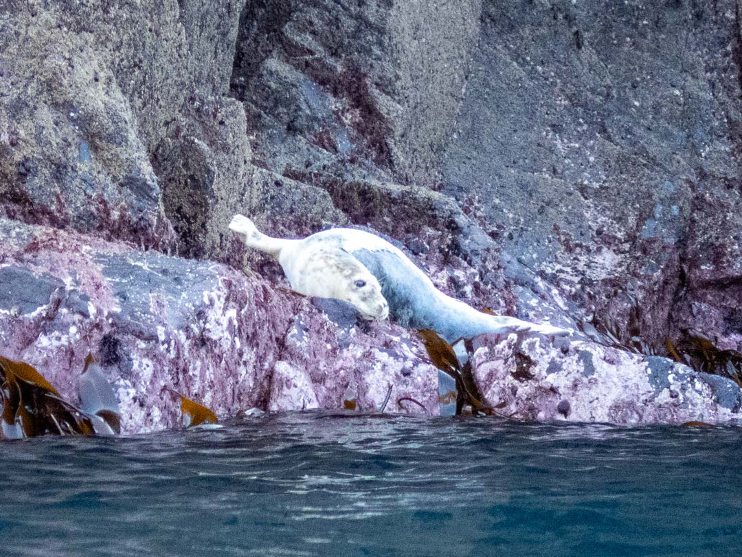 Grey seal resting on rocks on the coasteering route at Praa Sands