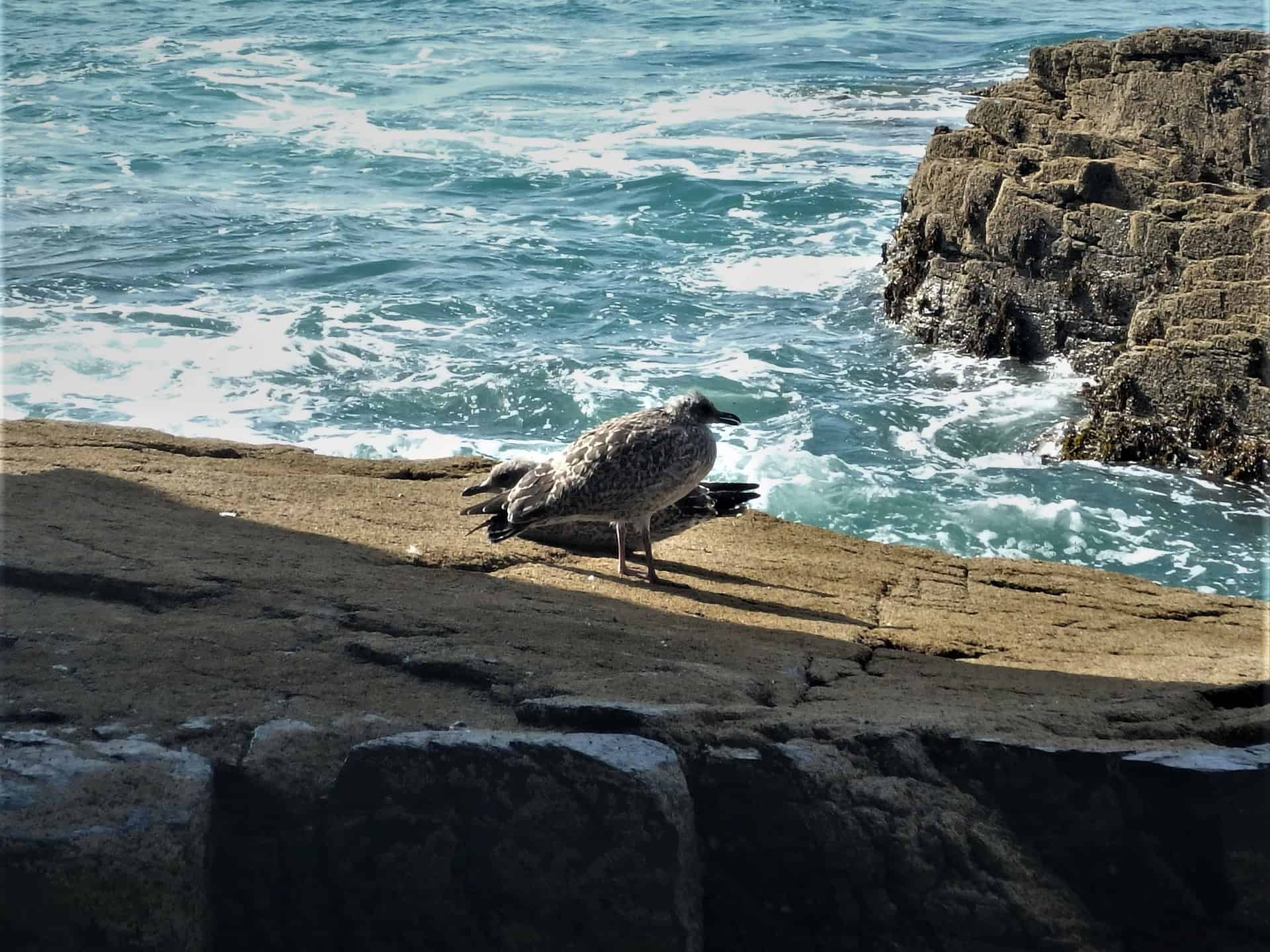 Herring gull chicks resting on the cliffs at Praa Sands