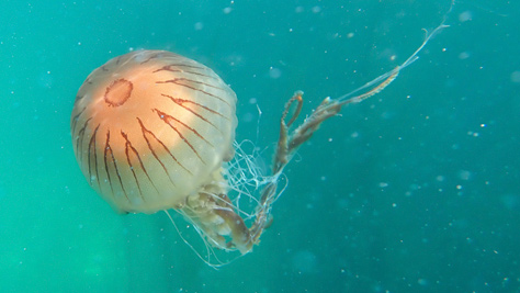 Compass jellyfish floating in the clear coastal waters of Cornwall