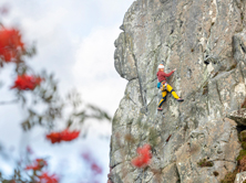 Climber tackling the inland crag at Roche Rock, a hidden gem for outdoor climbing Cornwall