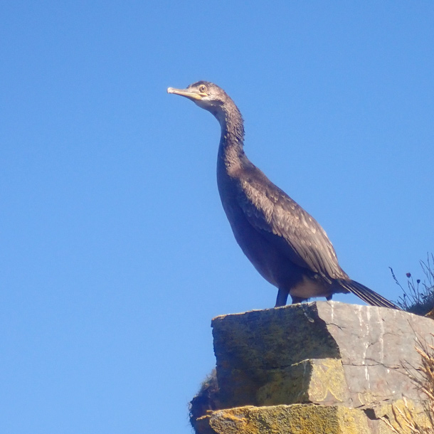 A shag perched on a cliff at Praa Sands in Cornwall, seen during a coasteering session.