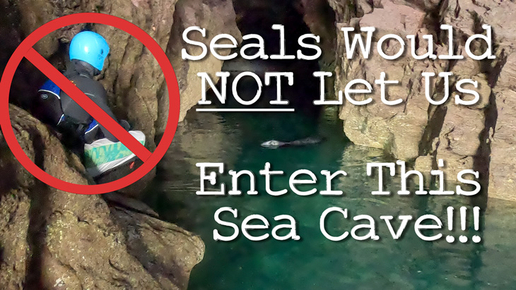 Seal blocks sea cave entrance while coasteerer waits on rocks at Derrick Cove, Cornwall