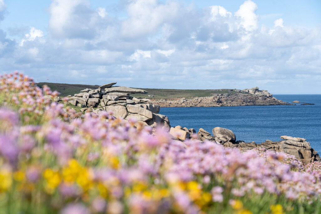 Thrift flowers in foreground with Pulpit Rock and Peninnis Head beyond, Isles of Scilly